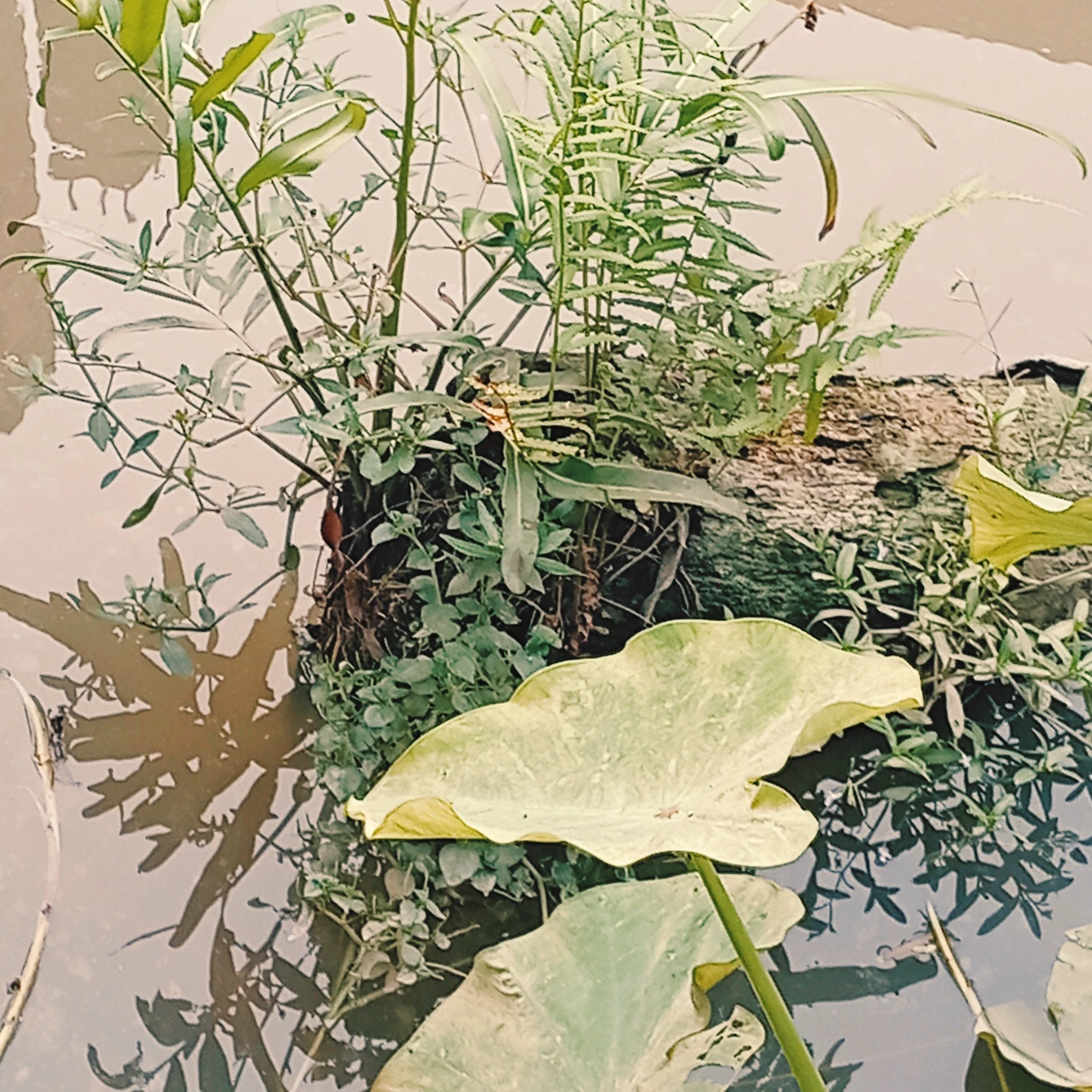 Cức heo