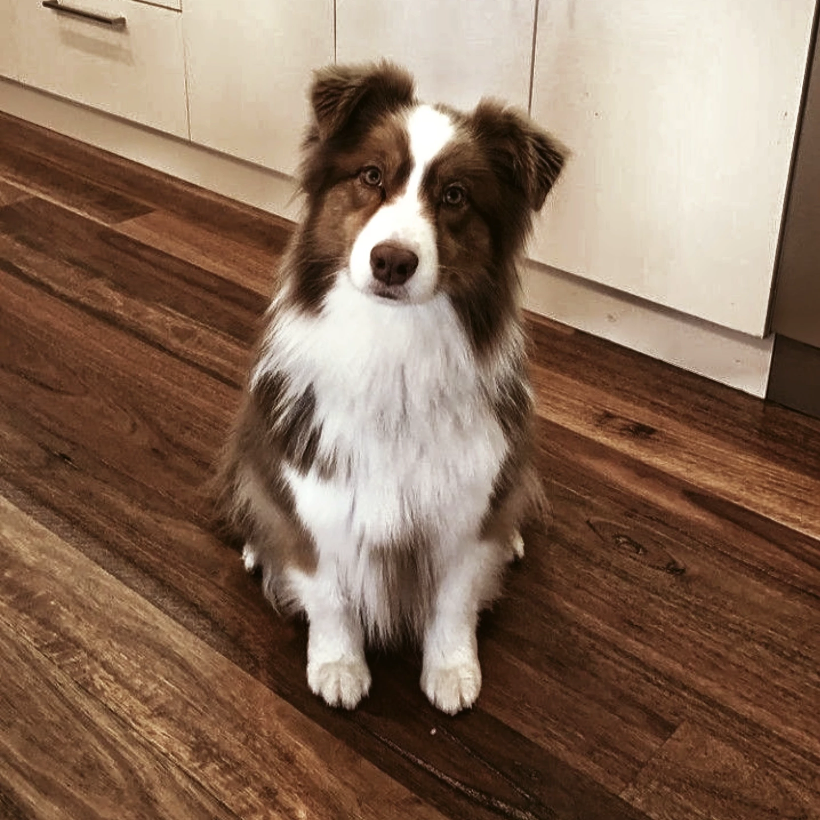 Pierre