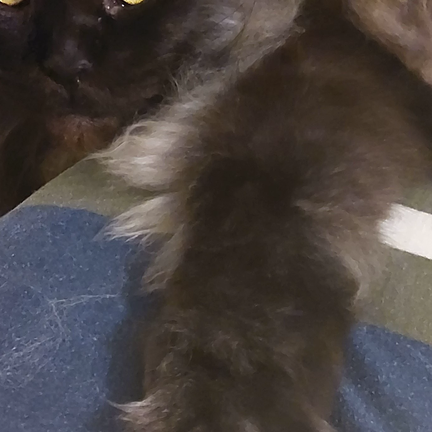 Amelia 