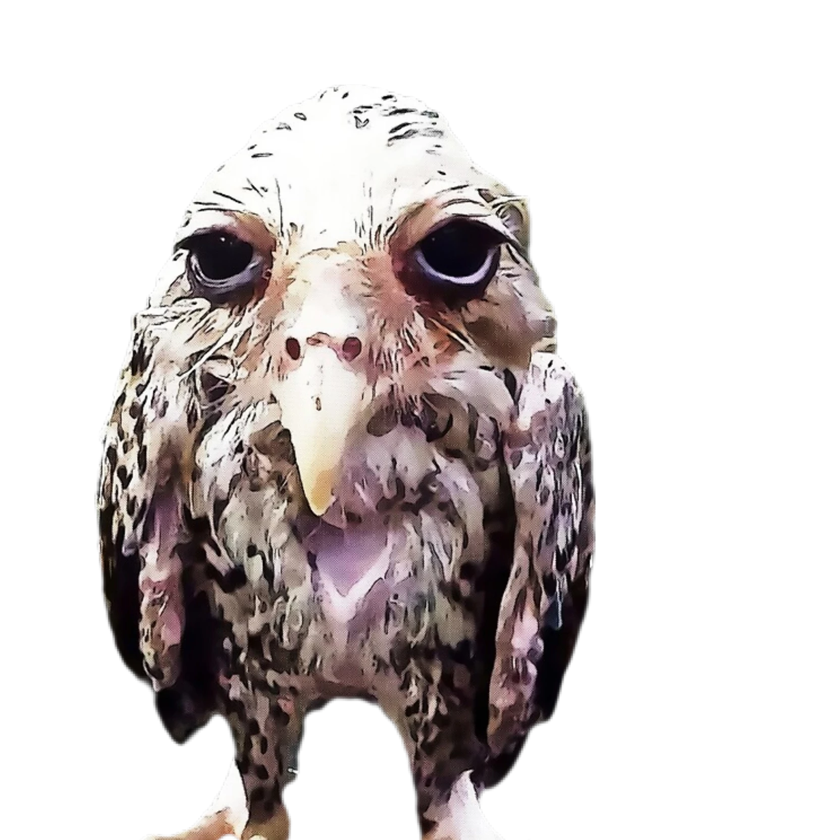 Juan 