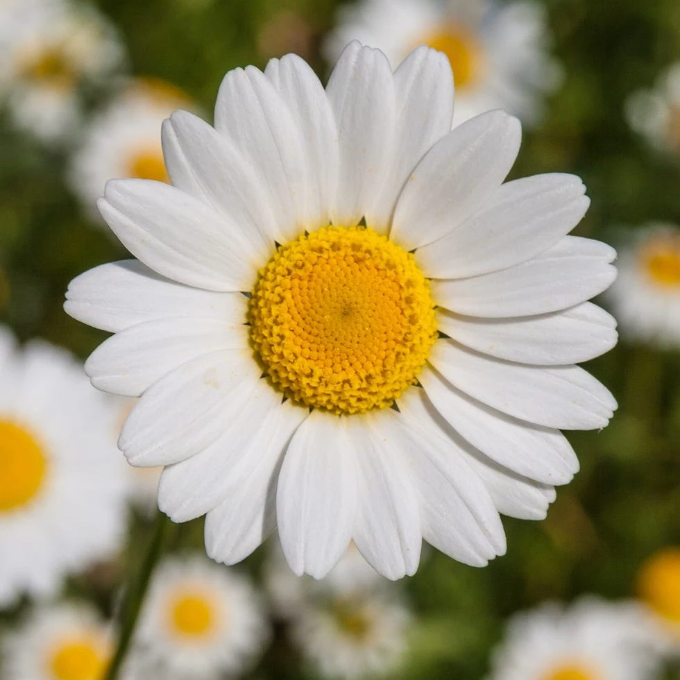 Bloom