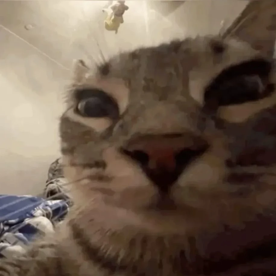 ☆▪°•Gato miau•°▪☆