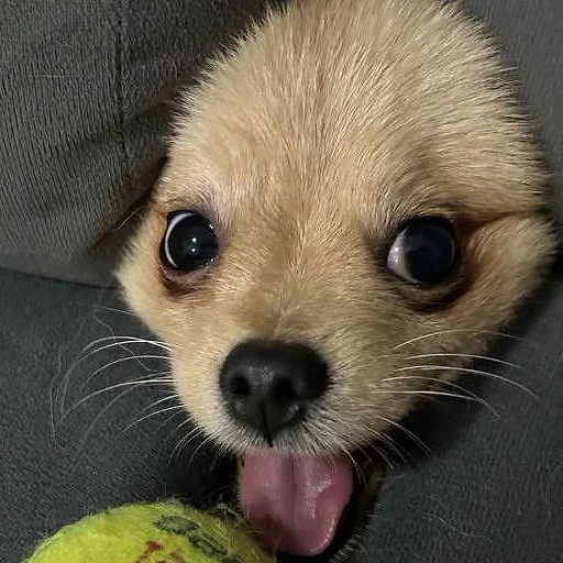 Gabriel