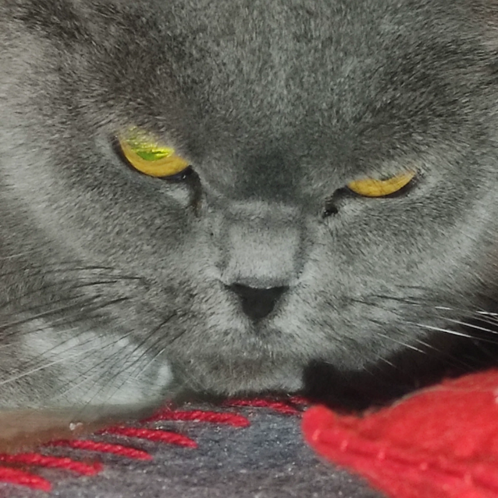 NMigui