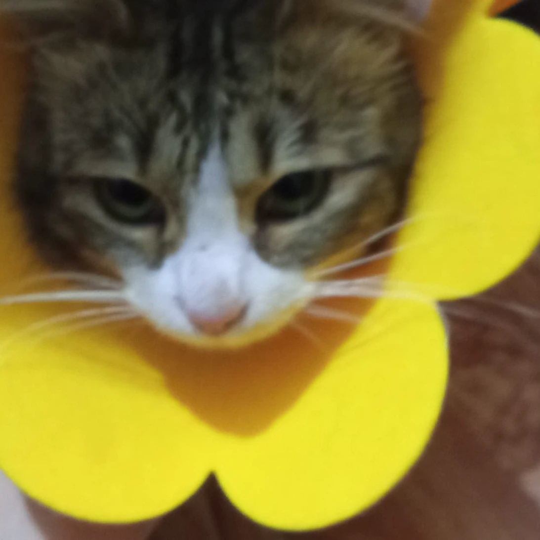 Pamxd