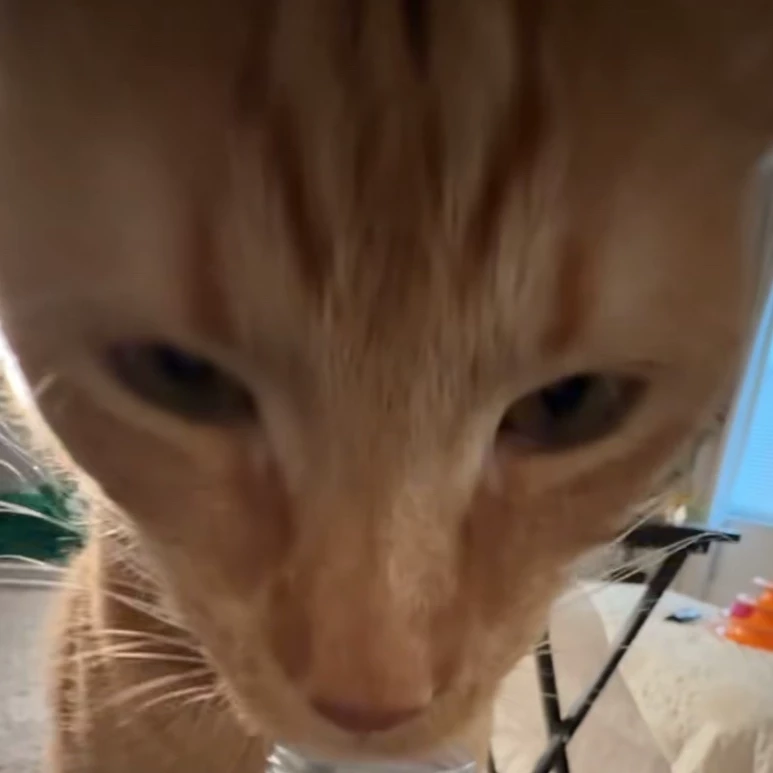Mimi