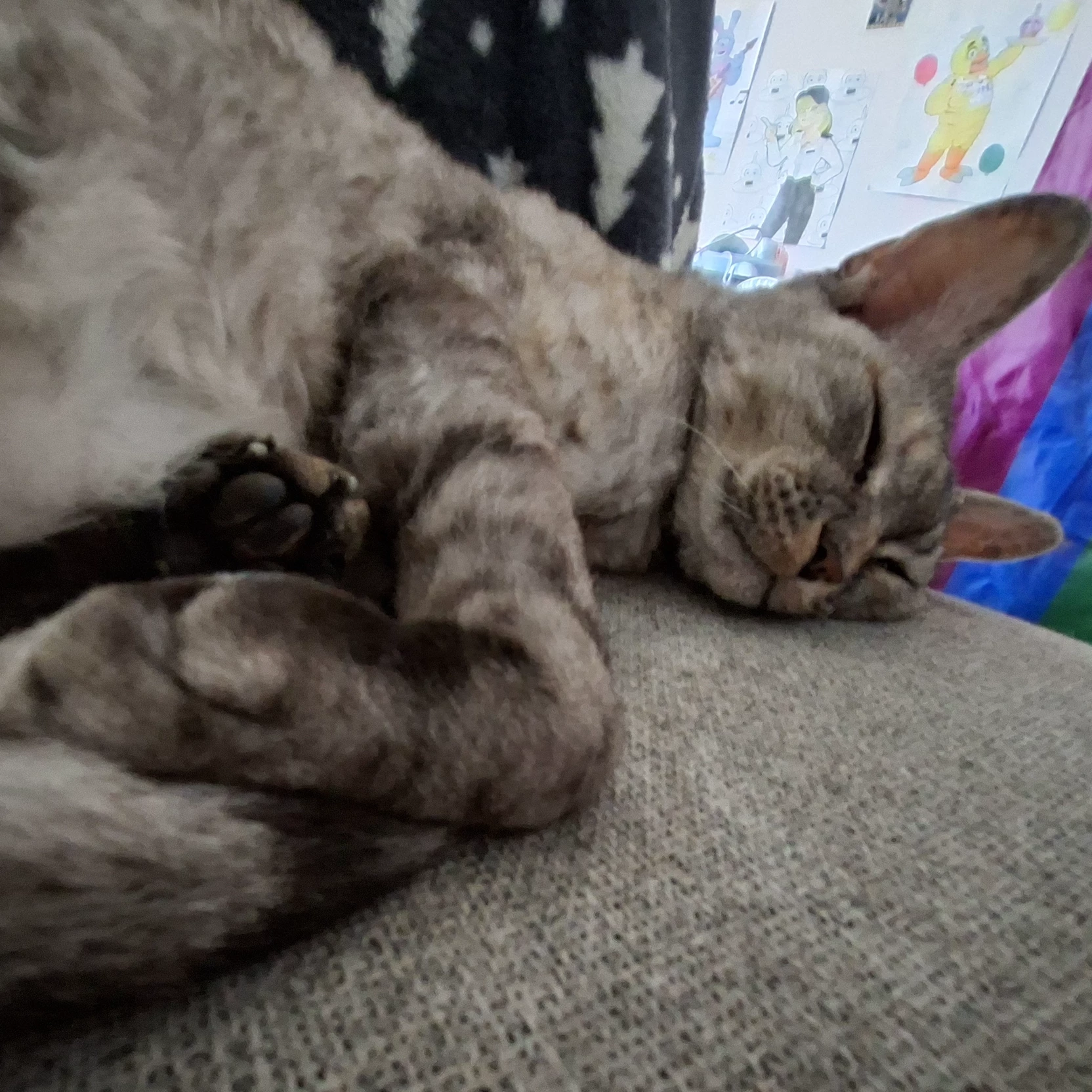 Tabby_cat