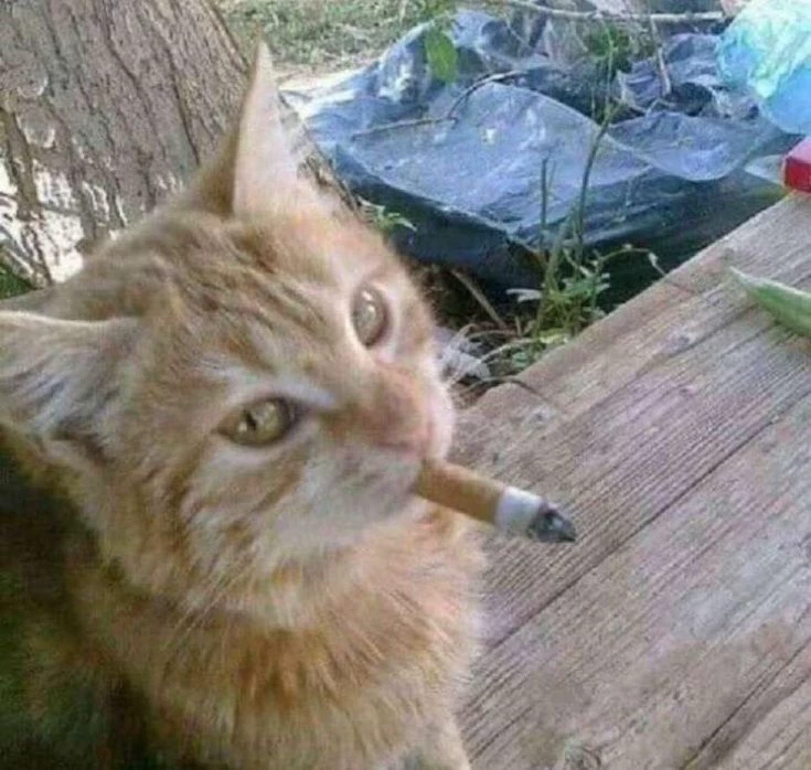 𝑌𝑢𝑛𝑎
