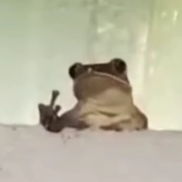 ヒキガエル