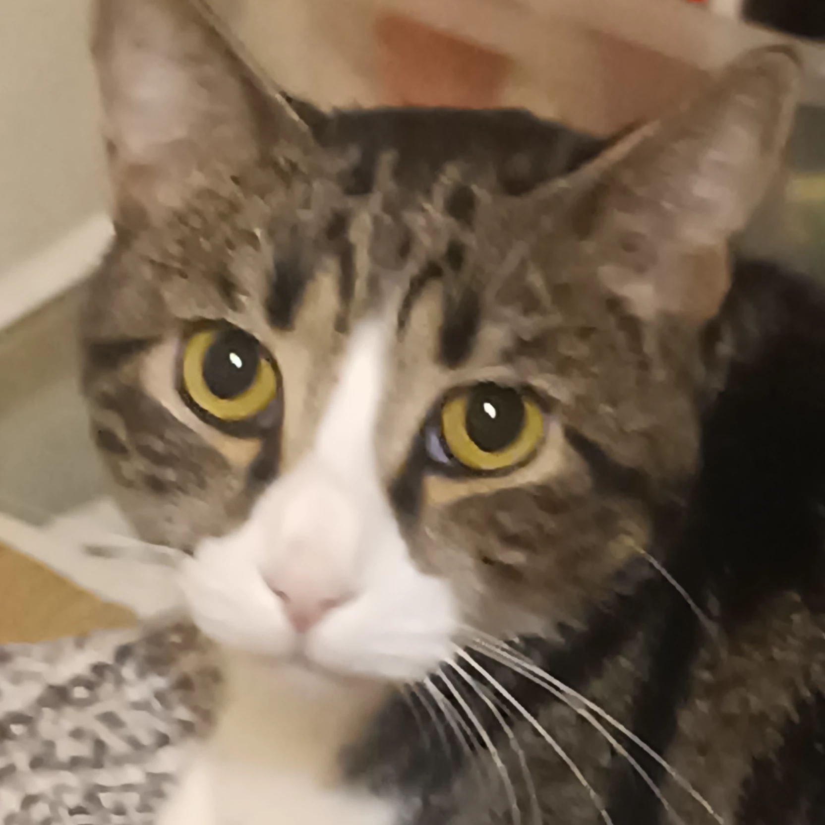 Axel
