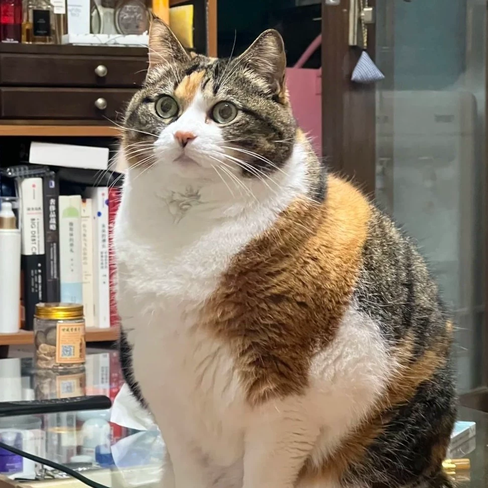 Meow_chubb