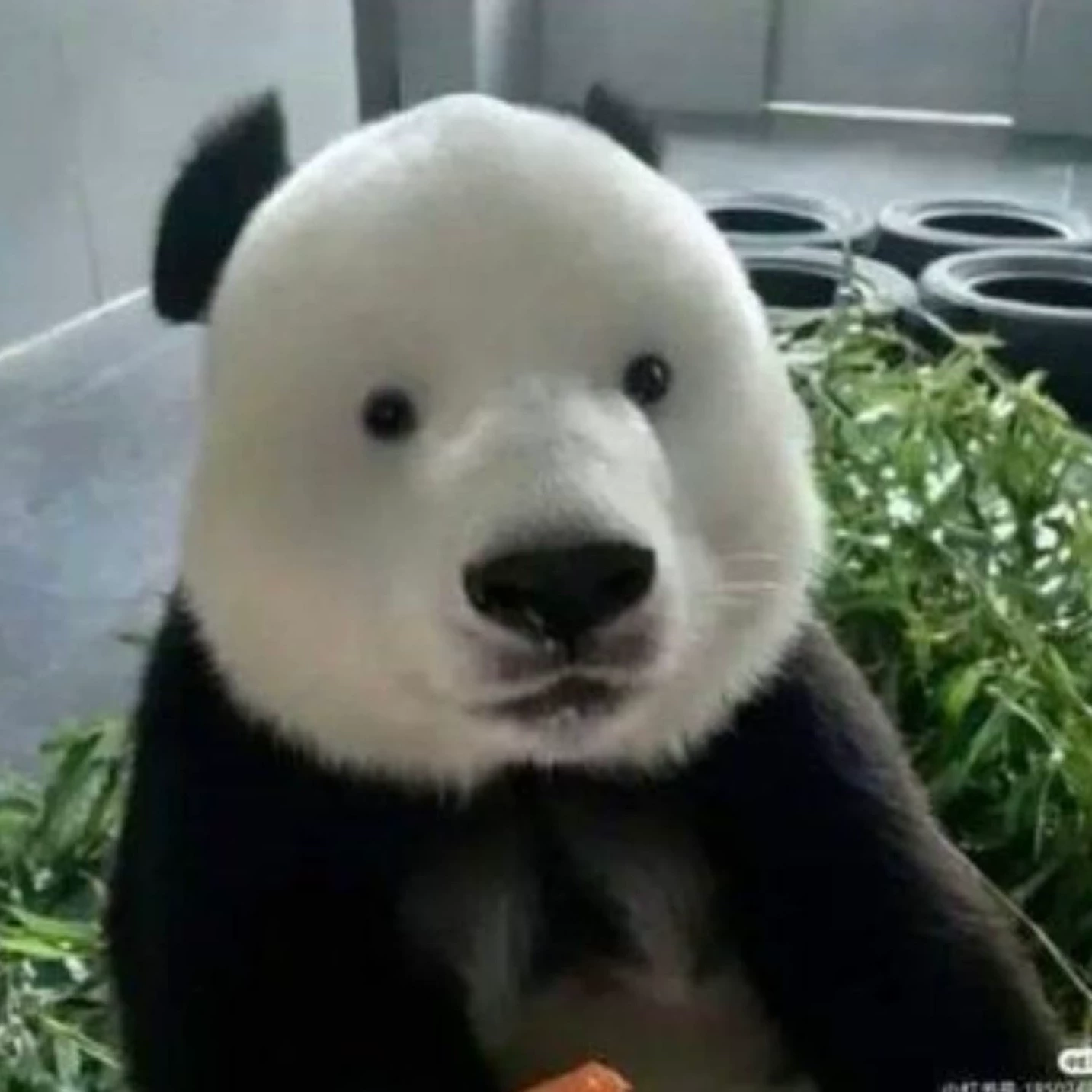 ฮารุโตะ