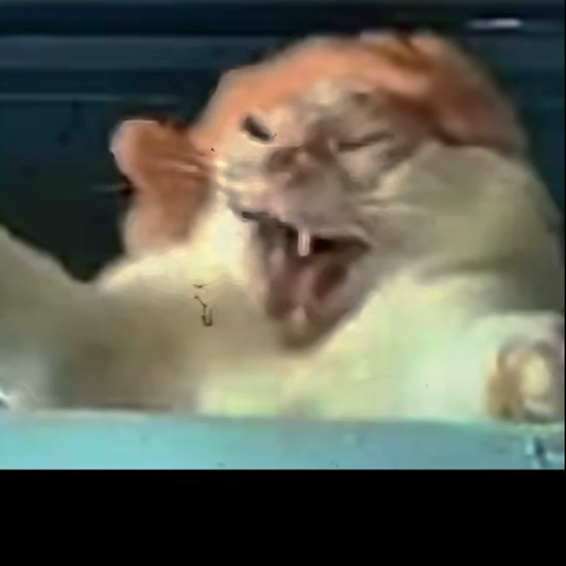 Gato pelon