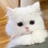 Sugar Bbi