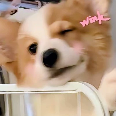 小雅