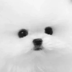 canines