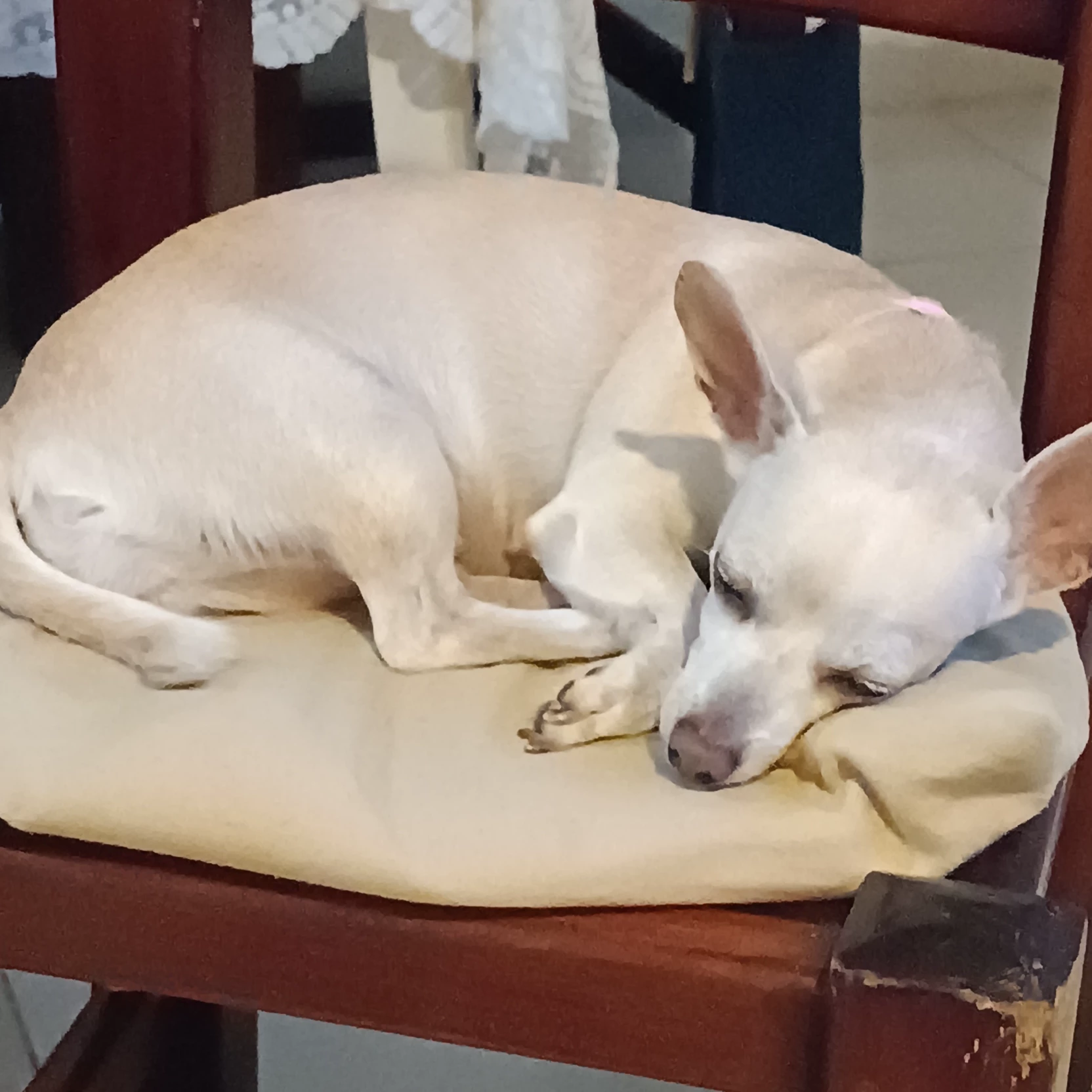 Albert 