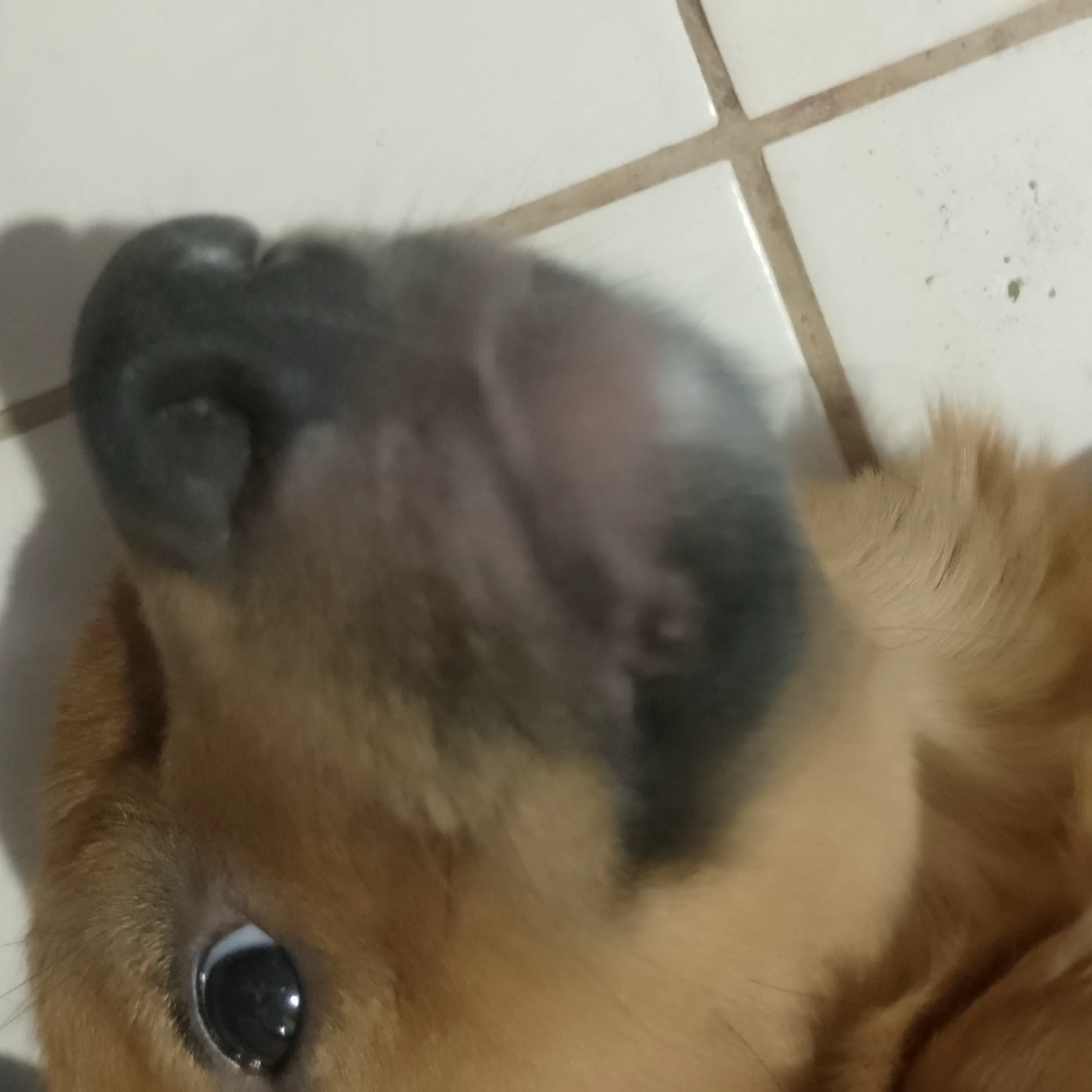 {{User}}