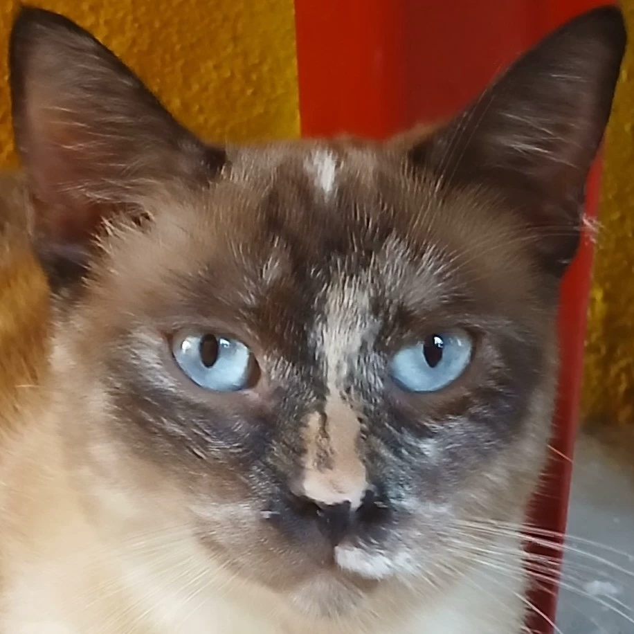 Oswaldo