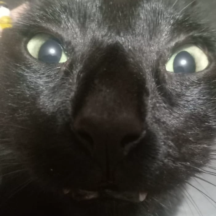Abo