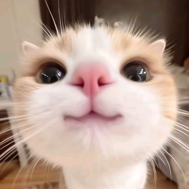 The name fliper