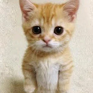 titi