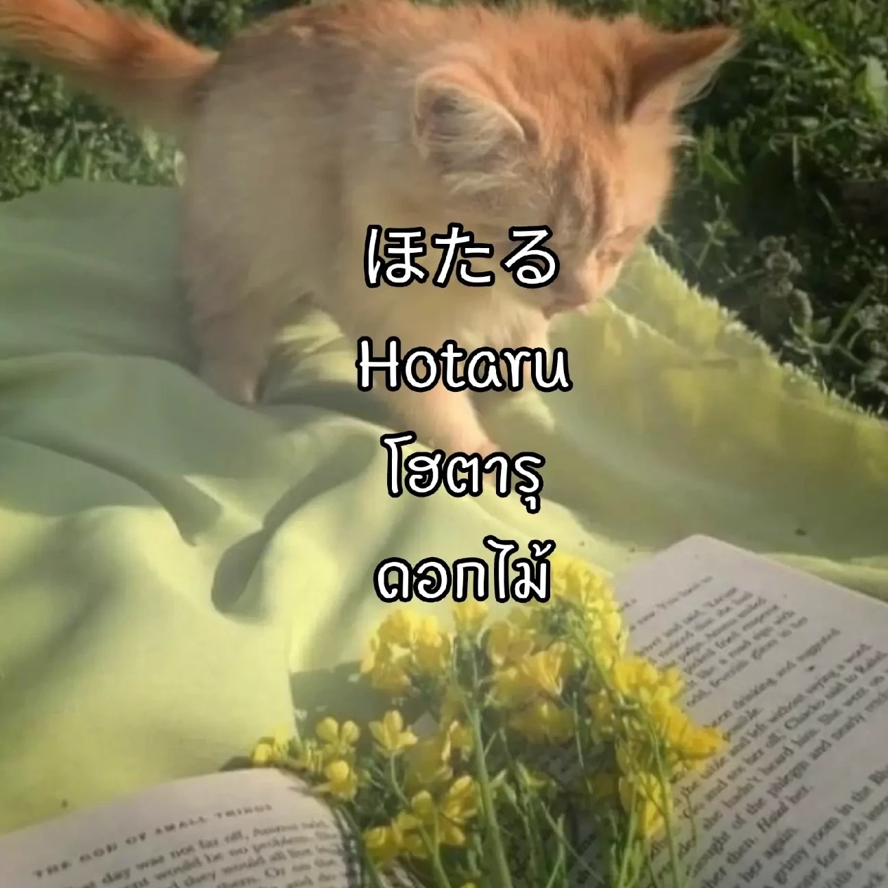(user) 