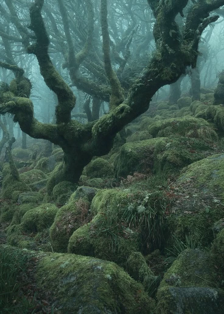 Old wood forest  thumbnail