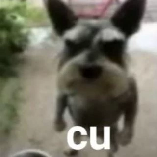 Dan