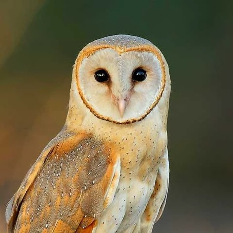 Grey_owl.