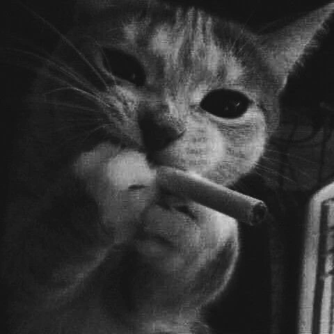 Myli