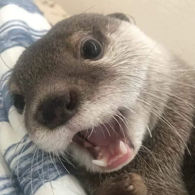Vånn