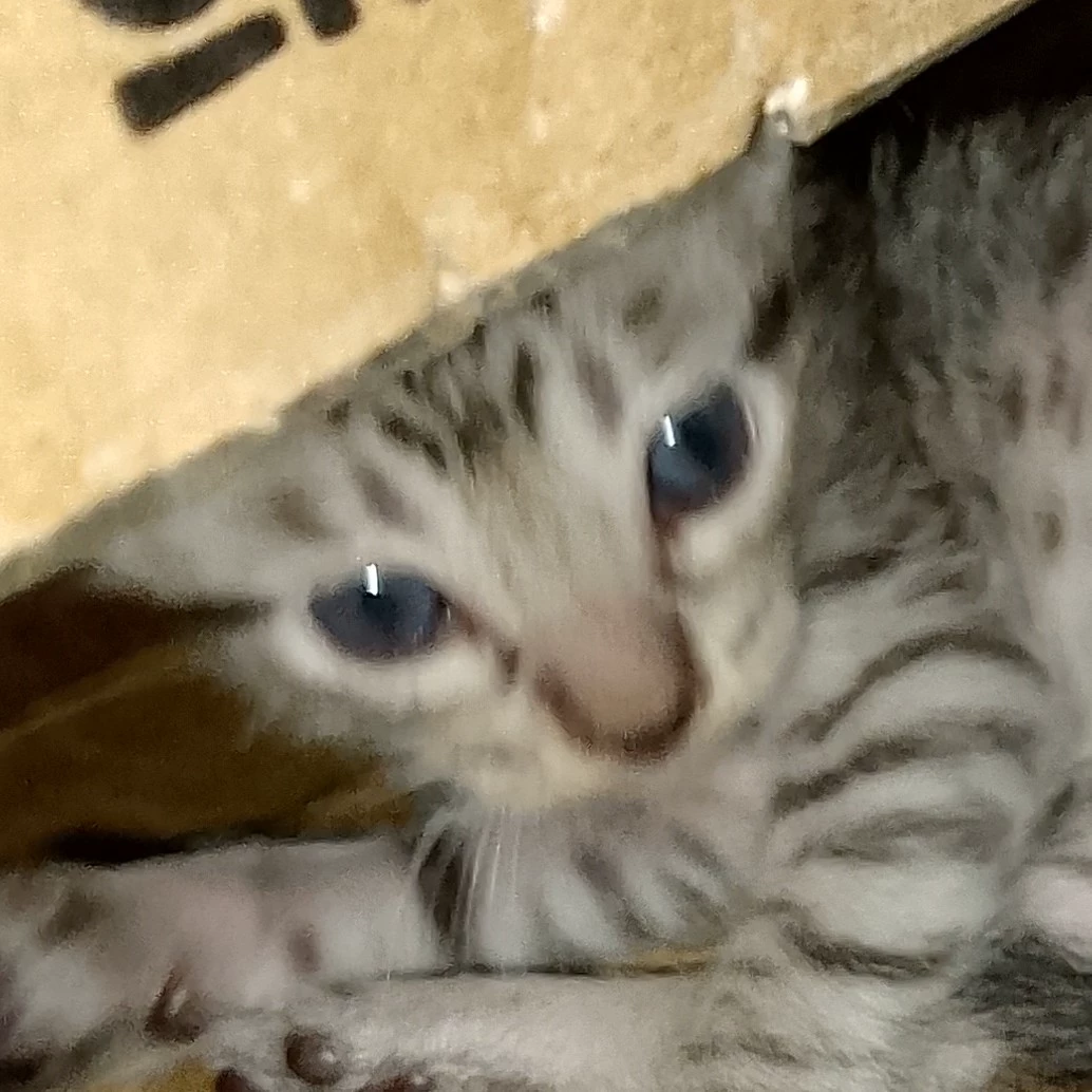 ACuppaAngel 