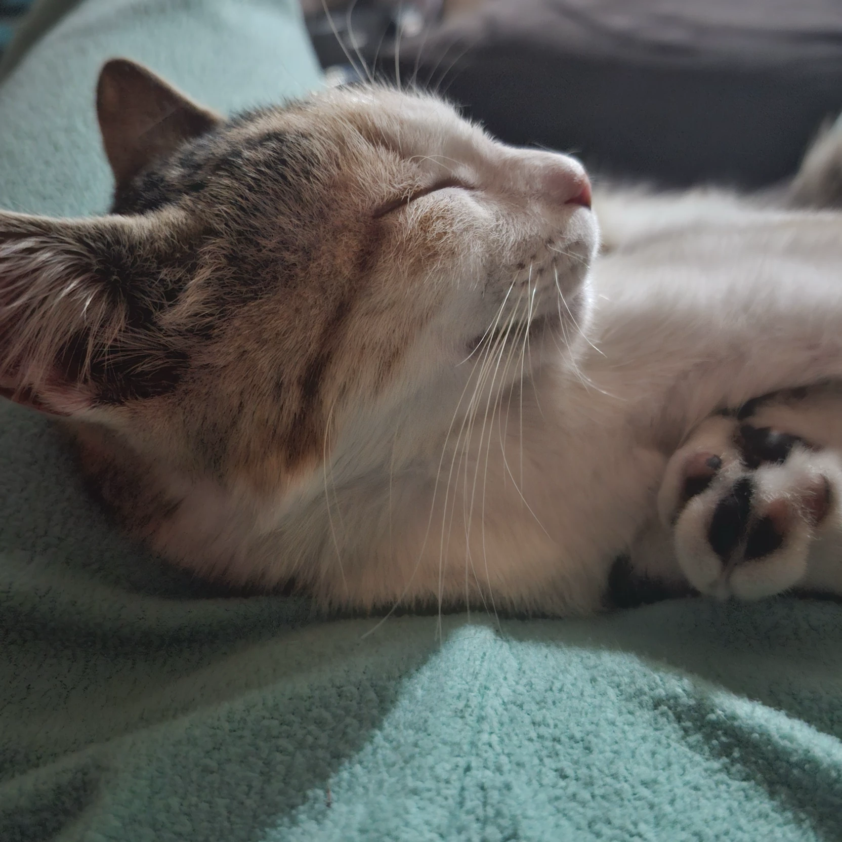 Ali