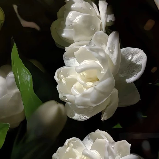 jasmine