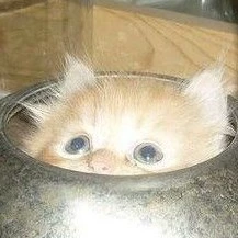 Кира