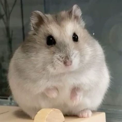 Yuzu 