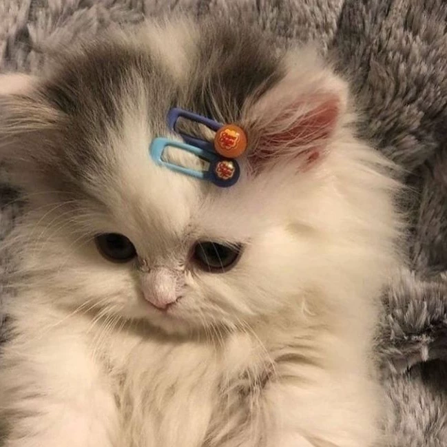 /\_/\