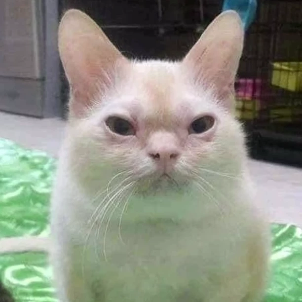 Catman∆