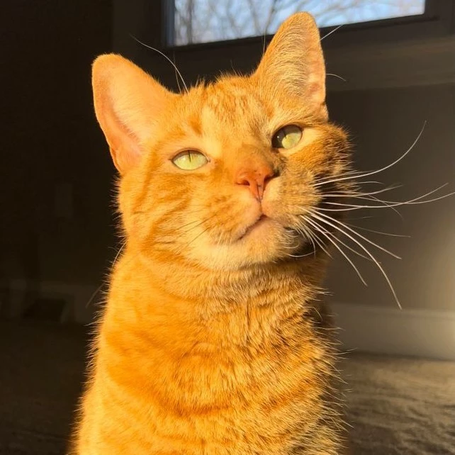 Bella