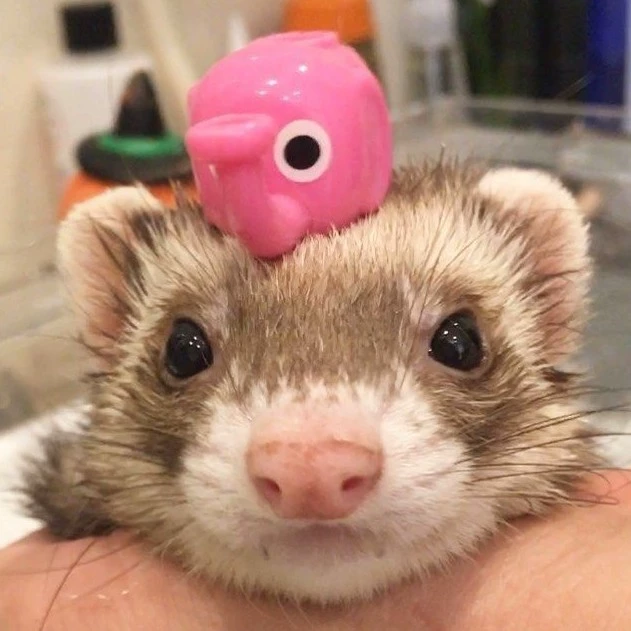 Gabi :3