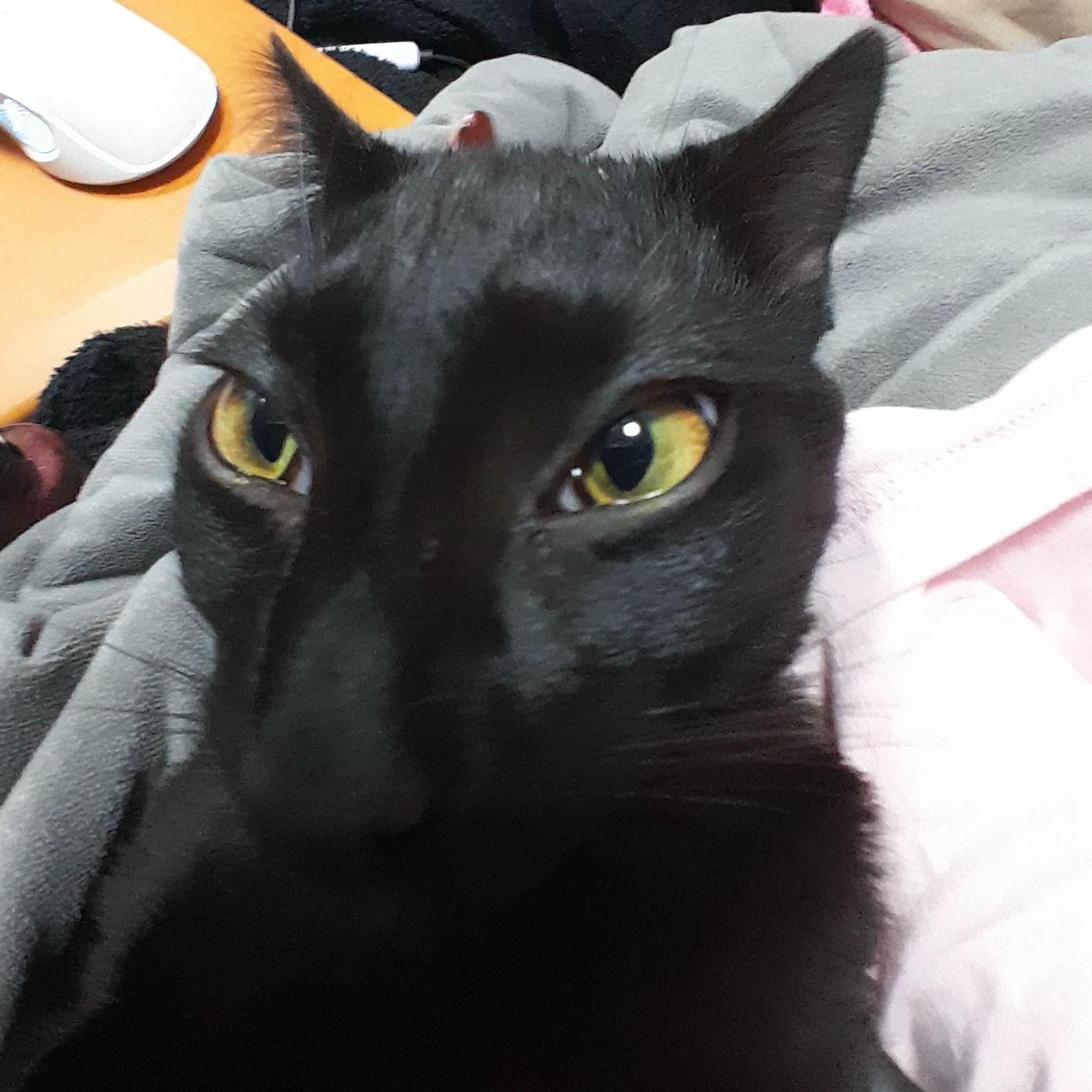 Nina