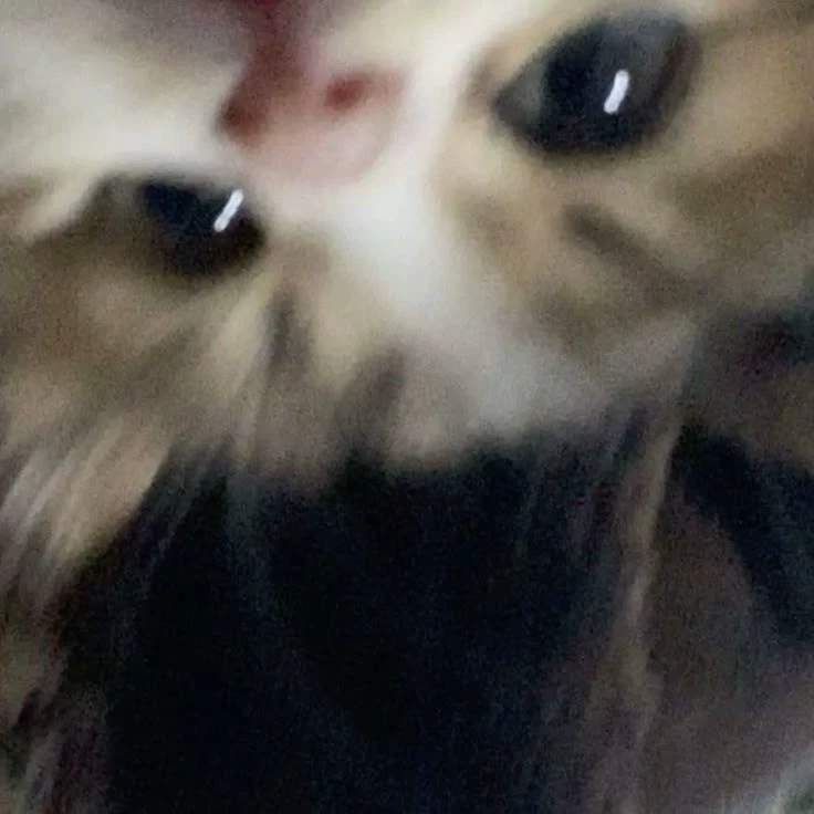 เบล
