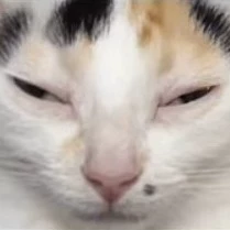 Meow meow