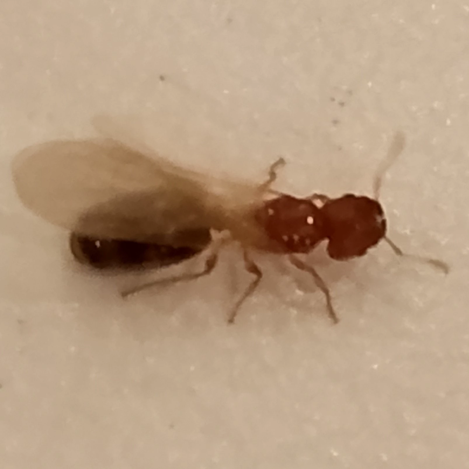 Ant'ony