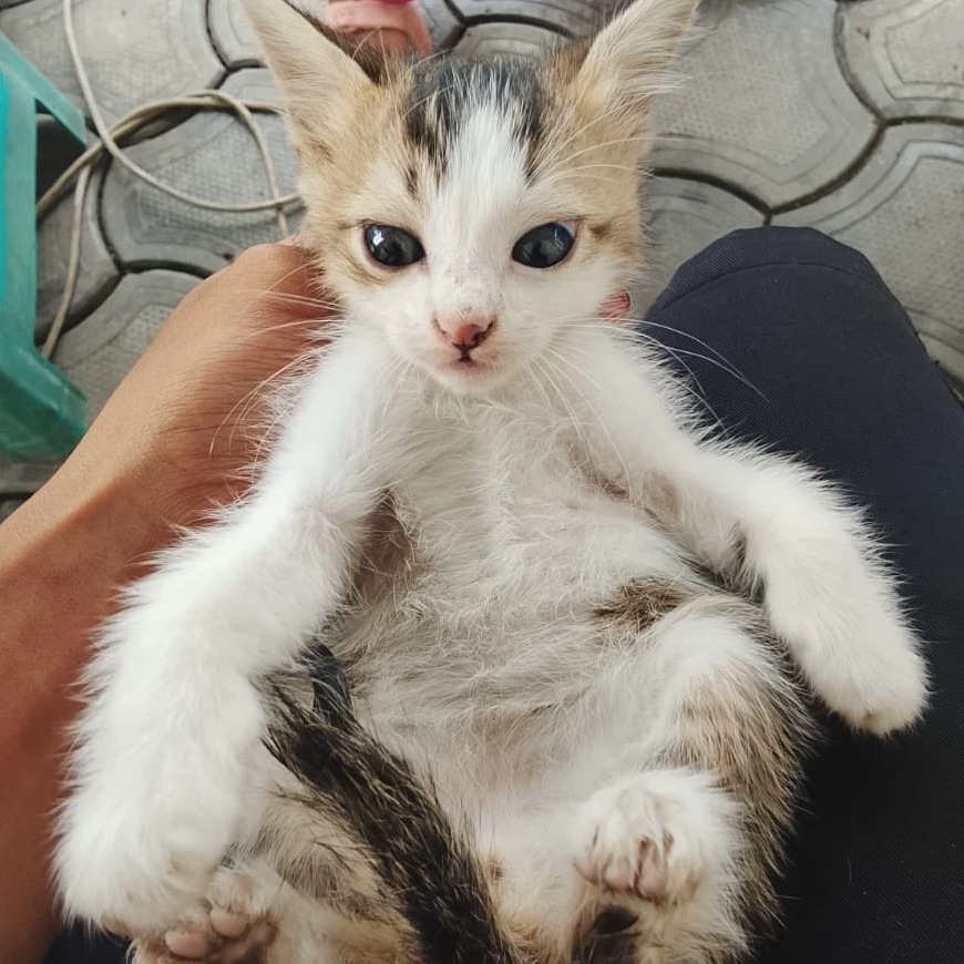 Aulia