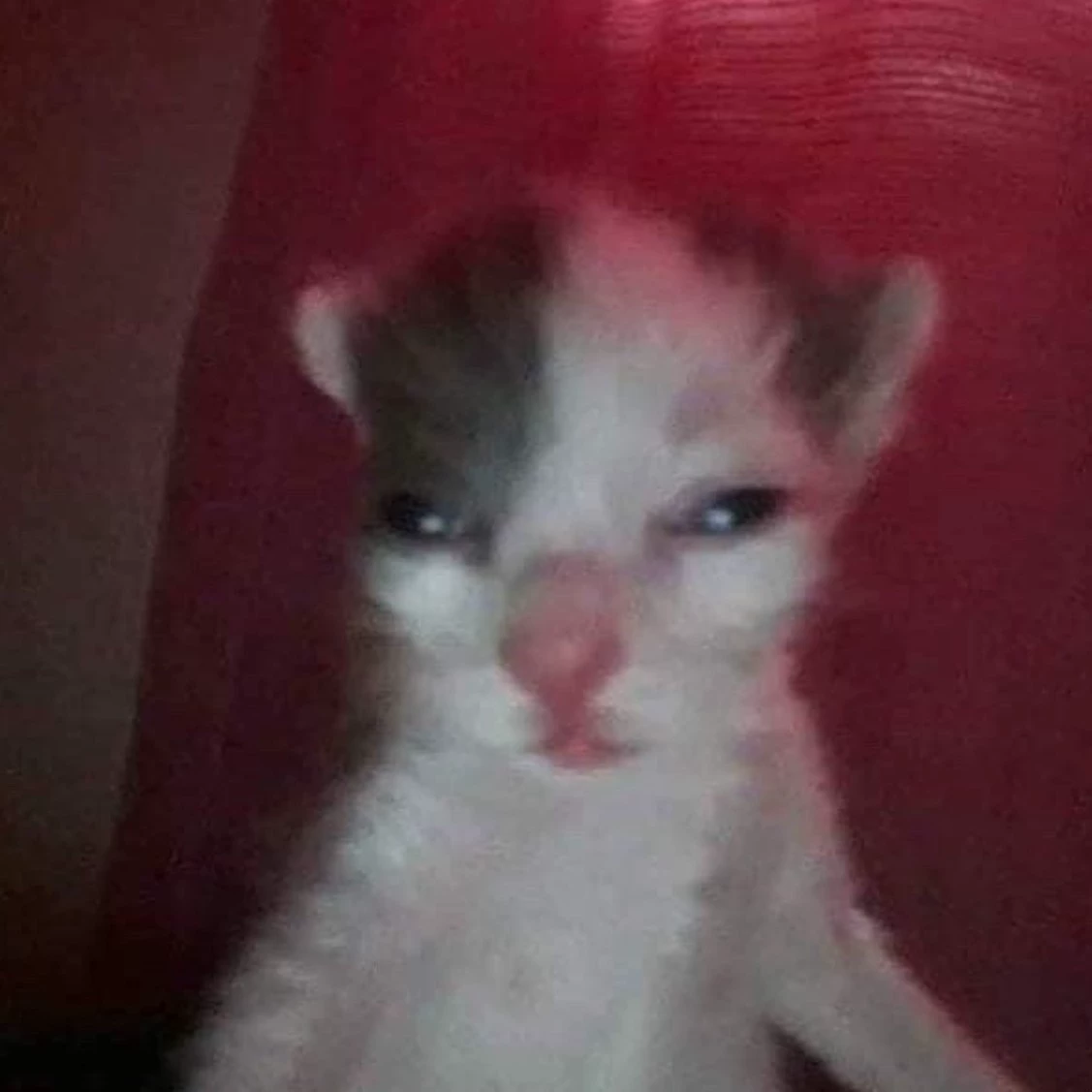 Nao