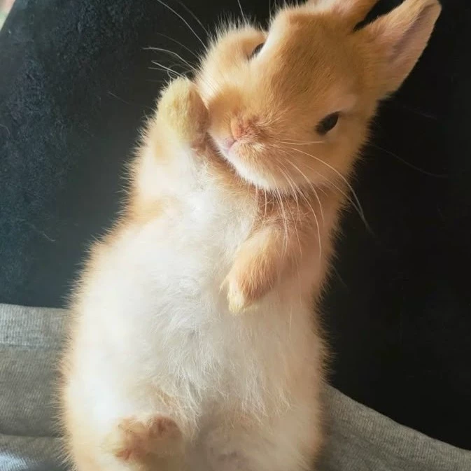 Sofi🌸🧸