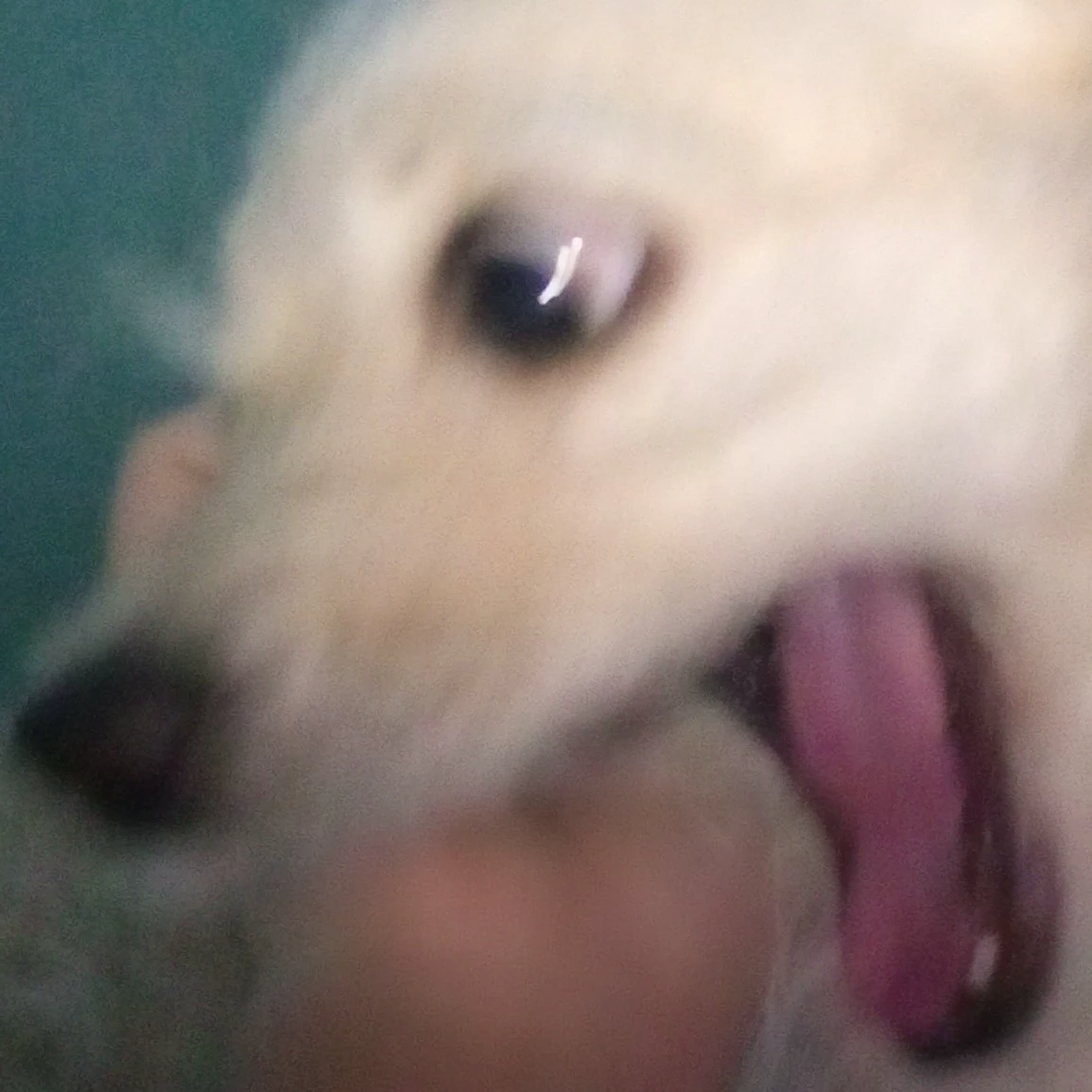 Fabi