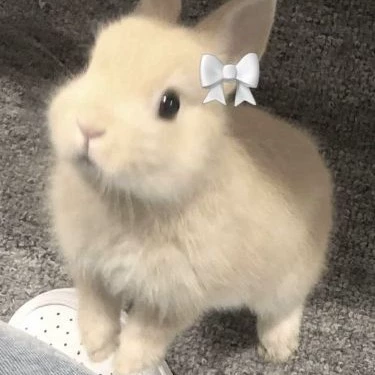 Y/N